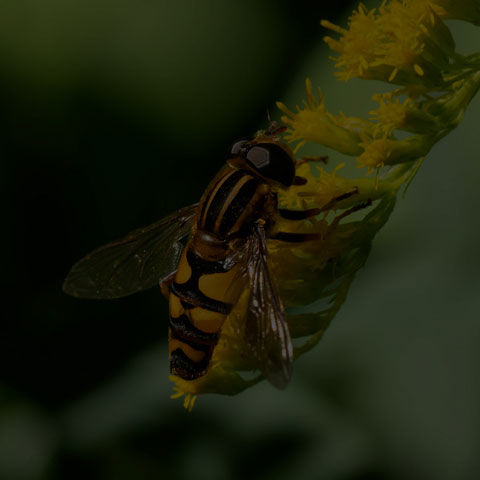 Narrow-headed Marsh Fly
