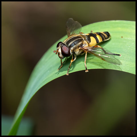 Narrow-headed Marsh Fly