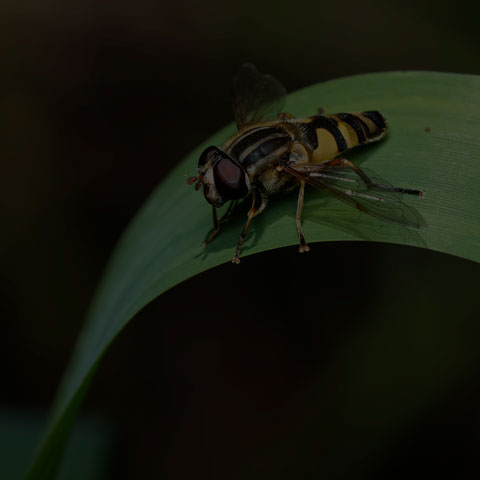 Narrow-headed Marsh Fly