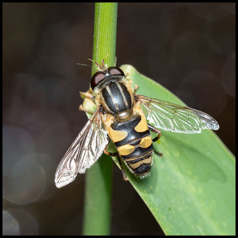 Narrow-headed Marsh Fly