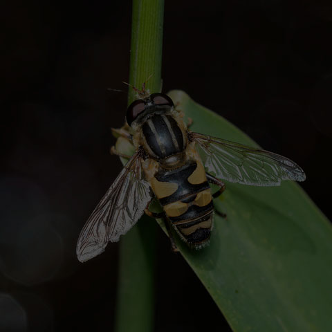 Narrow-headed Marsh Fly