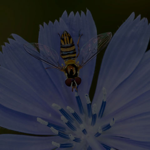 Oblique Stripetail
