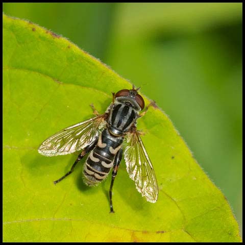 Rat-tail Maggot Fly