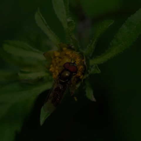 Sedgesitter