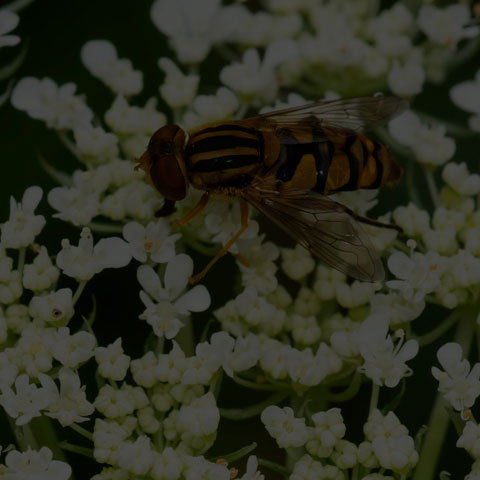 Shiny Bog Fly