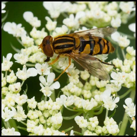 Shiny Bog Fly