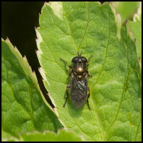 Small Black Drone Fly