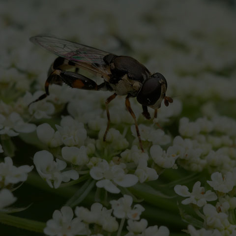 Thick-legged Hoverfly
