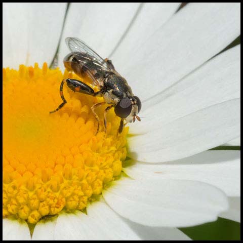 Thick-legged Hoverfly