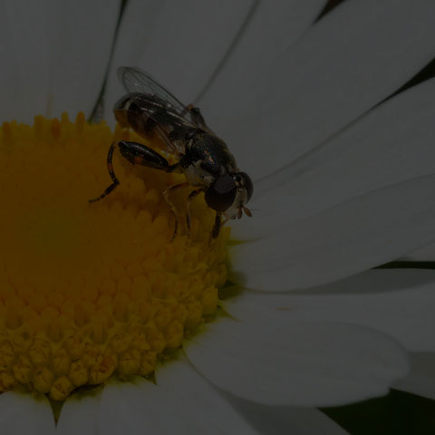 Thick-legged Hoverfly
