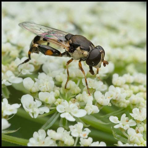 Thick-legged Hover Fly