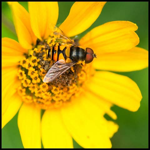 Transverse-banded Flower Fly