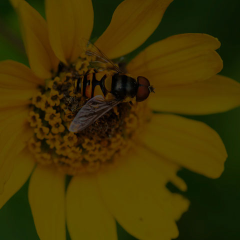 Transverse-banded Flower Fly