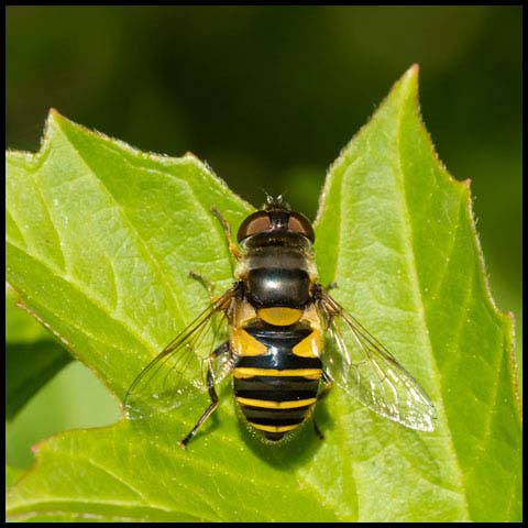 Transverse-banded Flower Fly