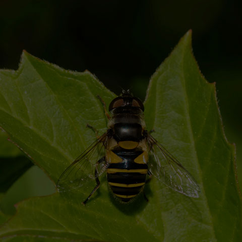 Transverse-banded Flower Fly