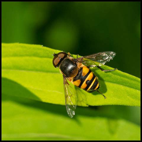 Transverse-banded Flower Fly