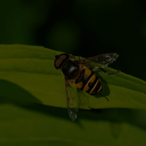 Transverse-banded Flower Fly