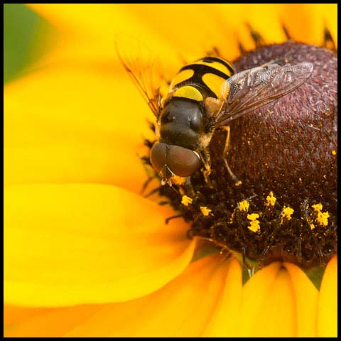 Transverse-banded Flower Fly