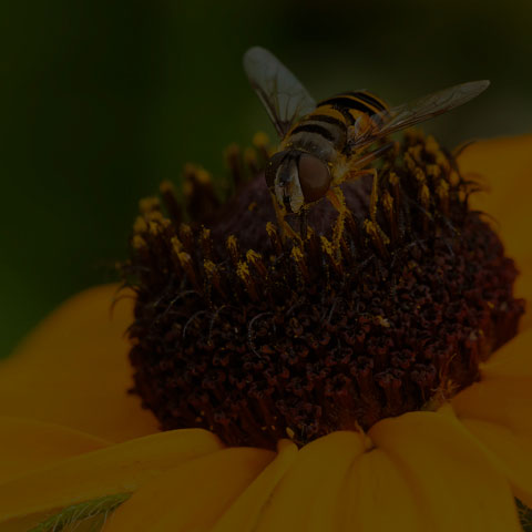 Transverse-banded Flower Fly