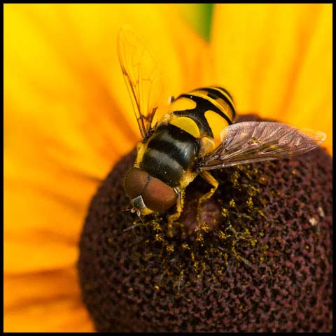 Transverse-banded Flower Fly