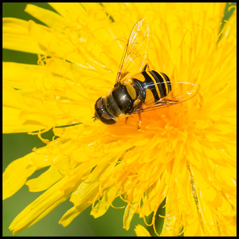 Transverse-banded Flower Fly