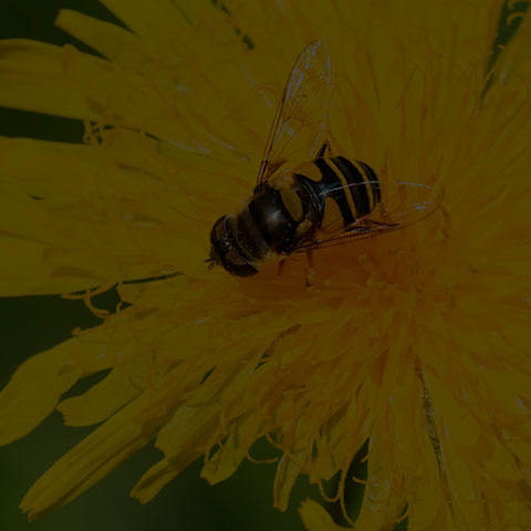 Transverse-banded Flower Fly