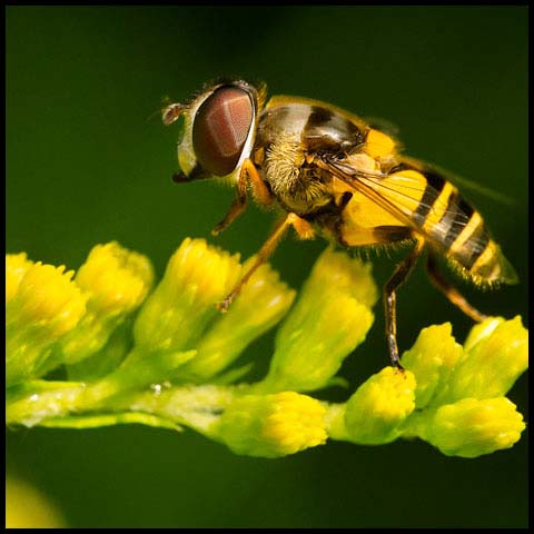 Transverse-banded Flower Fly