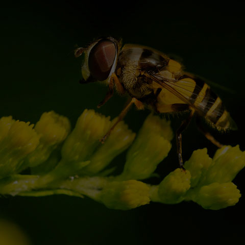 Transverse-banded Flower Fly