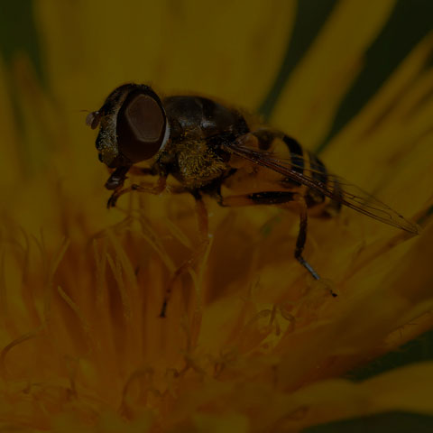 Transverse-banded Flower Fly