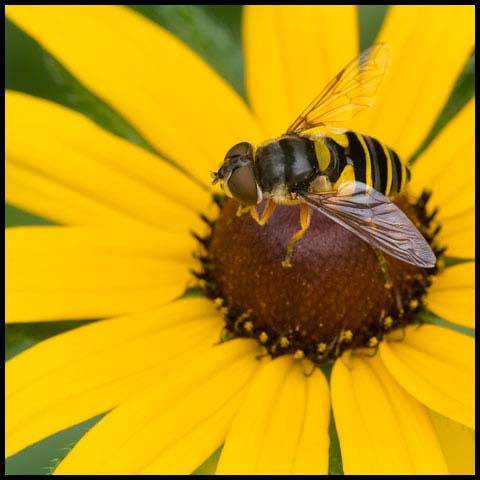 Transverse-banded Flower Fly