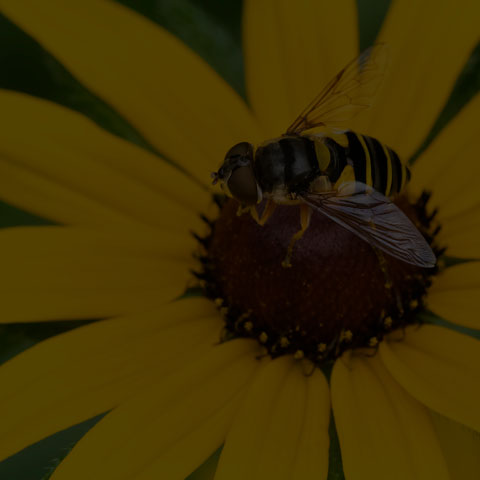 Transverse-banded Flower Fly