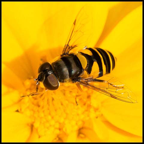Transverse-banded Flower Fly