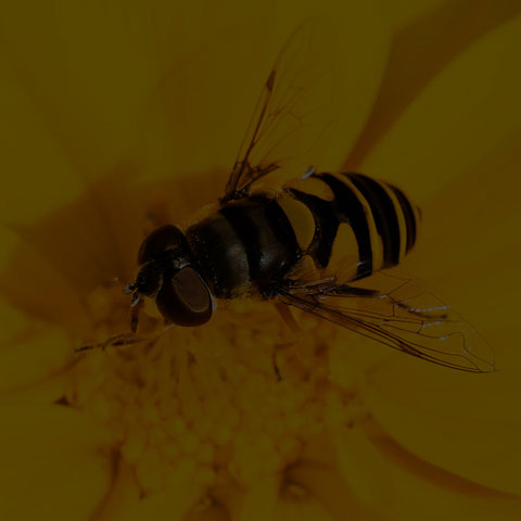 Transverse-banded Flower Fly