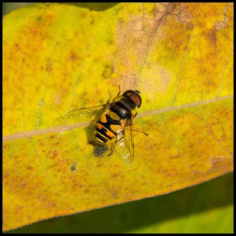 Transverse-banded Flower Fly