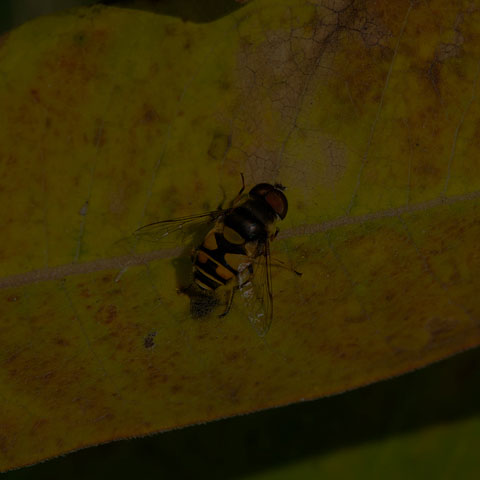 Transverse-banded Flower Fly