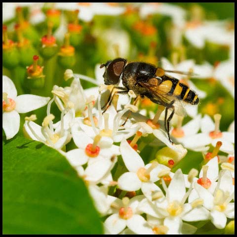 Transverse-banded Flower Fly