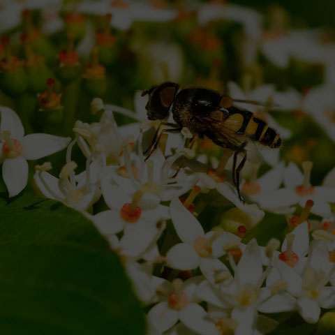 Transverse-banded Flower Fly