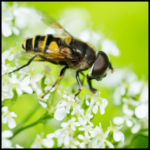 Transverse-banded Flower Fly