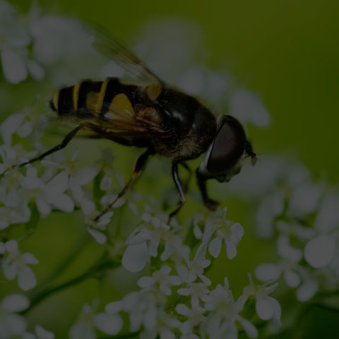 Transverse-banded Flower Fly