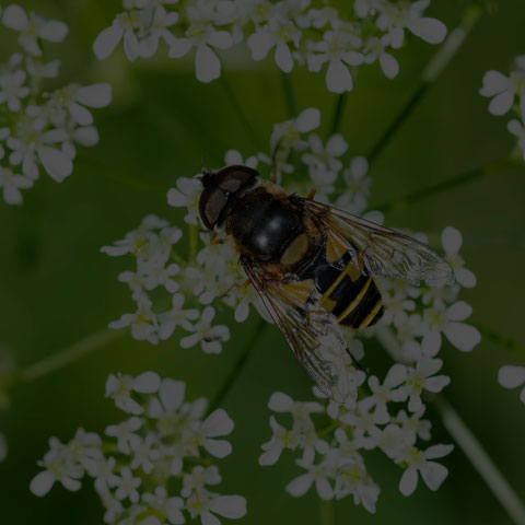 Transverse-banded Flower Fly