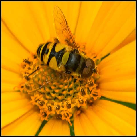 Transverse-banded Flower Fly