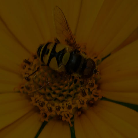 Transverse-banded Flower Fly