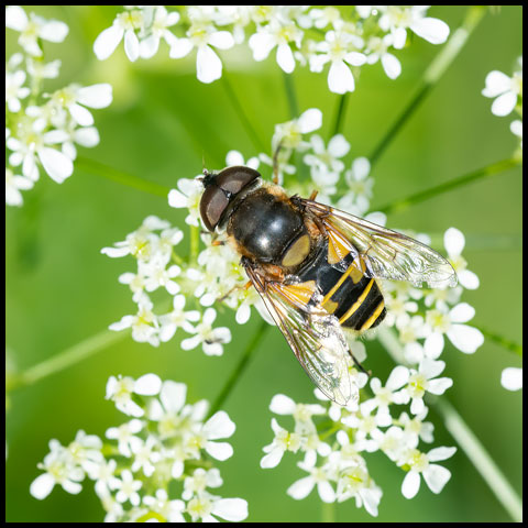 Transverse-banded Flower Fly