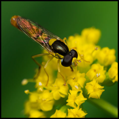 Tufted Globetail