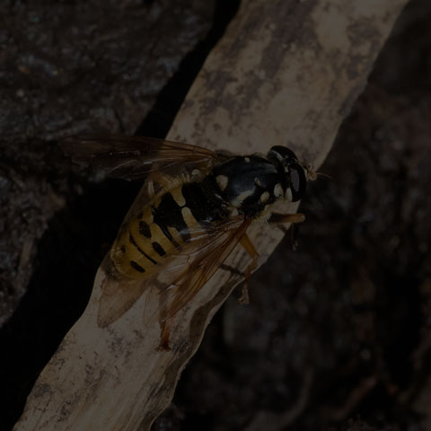 Wasp-like Falsehorn