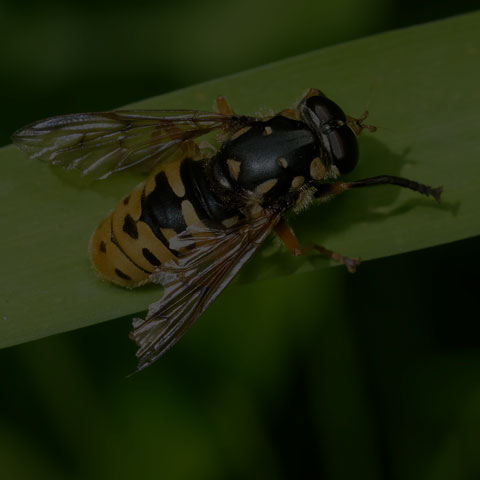 Wasp-like Falsehorn