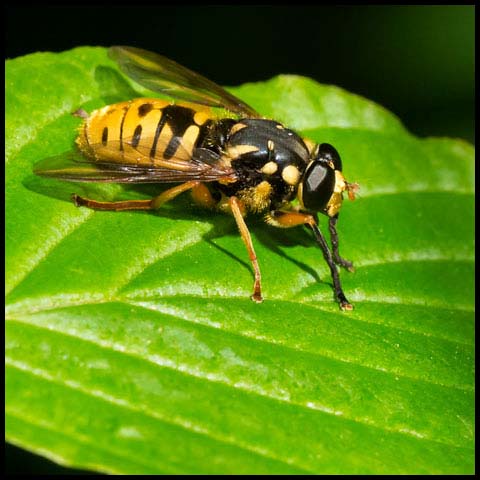 Wasp-like Falsehorn