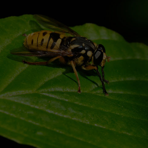 Wasp-like Falsehorn