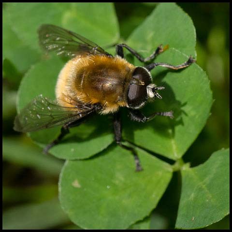 Wasp-like Falsehorn