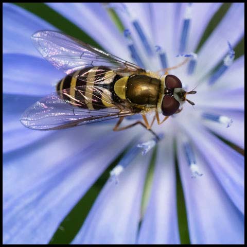 Yellow-legged Flower Fly